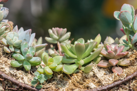 Miniature succulent plantsの写真素材