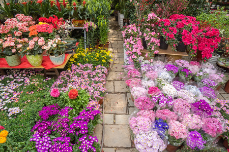 flower in pots on sale at the local garden centerの写真素材