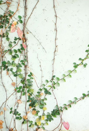 ivy leaves isolated on a white backgroundの写真素材