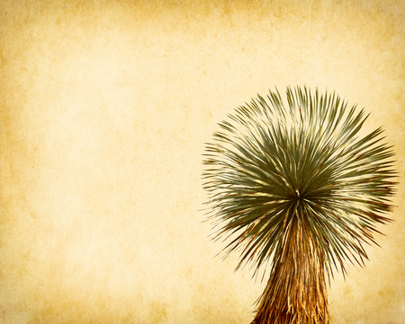 Joshua tree on old antique vintage paper backgroundの写真素材