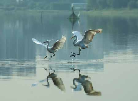 White Egret