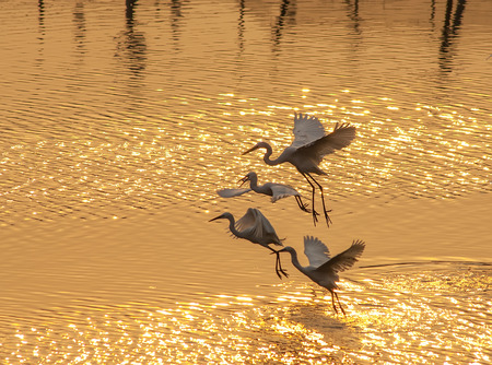 White Egretの写真素材