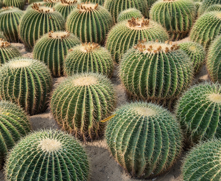 cactus close upの写真素材