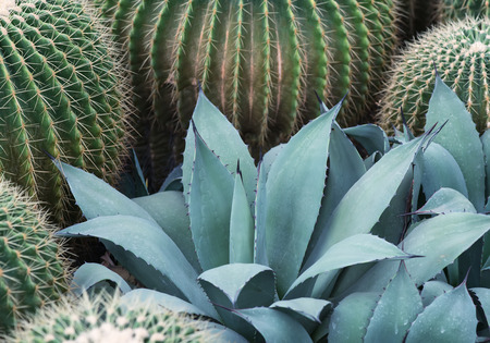 Sharp pointed agave plant leavesの写真素材
