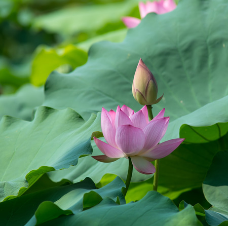 blooming lotus flowerの写真素材