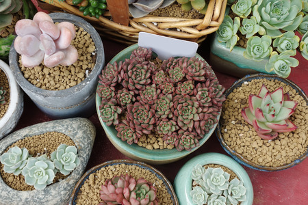 Miniature succulent plantsの写真素材