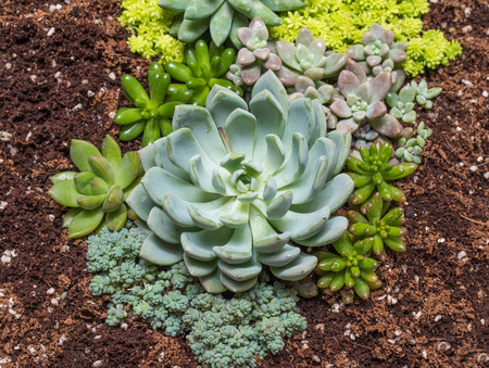 Miniature succulent plantsの写真素材