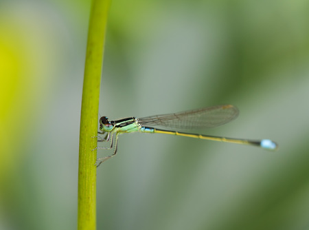 Damselfly