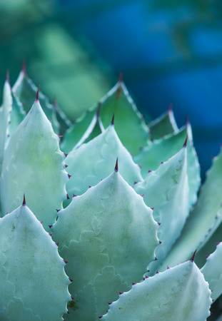 Sharp pointed agave plant leavesの写真素材