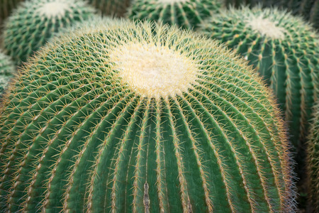 cactus close upの写真素材