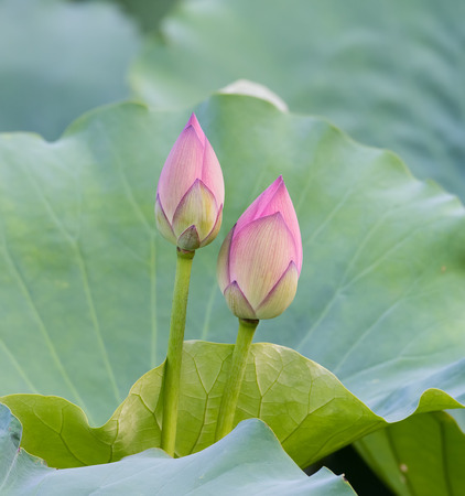 blooming lotus flower over dark backgroundの写真素材