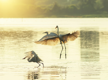 White Egretsの写真素材