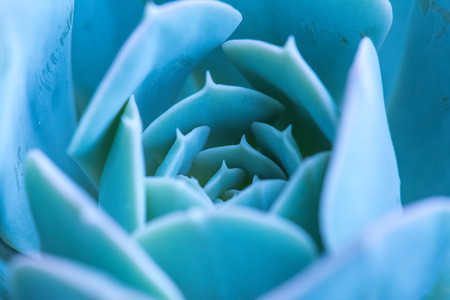 Miniature succulent plantsの写真素材