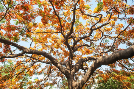 Peacock flowers on poinciana treeの写真素材