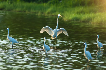 White Egretsの写真素材