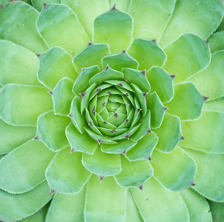 Miniature succulent plantsの写真素材