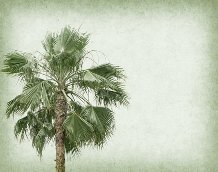 old paper background with palm leafの写真素材