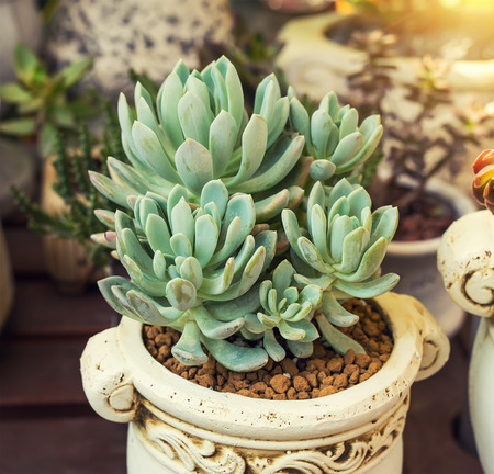 Miniature succulent plantsの写真素材
