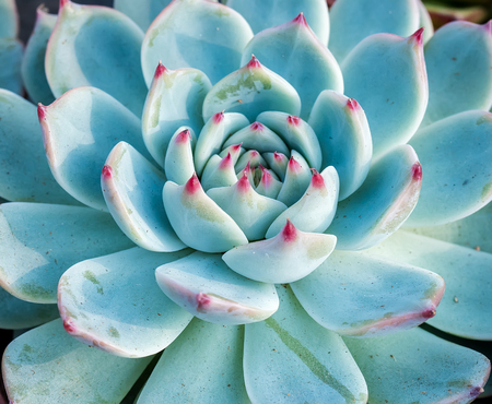 Miniature succulent plantsの写真素材