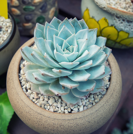 Miniature succulent plantsの写真素材