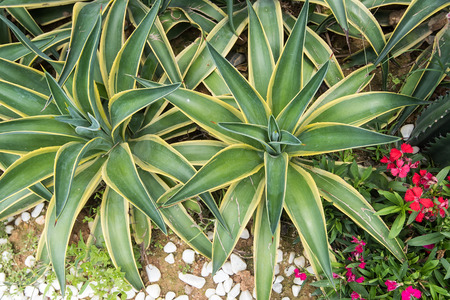Sharp pointed agave plant leavesの写真素材