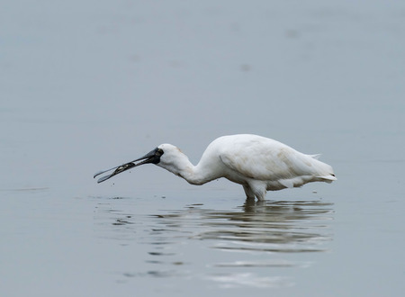 Black-faced Spoonbill in shenzhen China, This species is known as a winter migrant in China. IUCN is now listed this species as an Endangered (EN) bird (Current IUCN Red List category).の写真素材