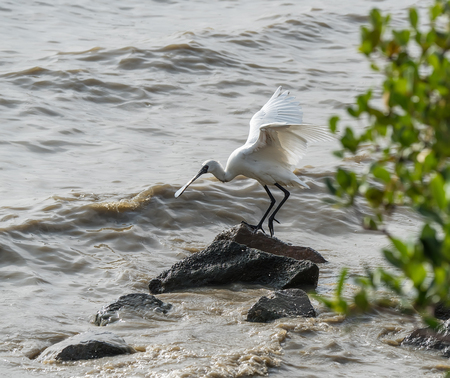 Black-faced Spoonbill in shenzhen China, This species is known as a winter migrant in China. IUCN is now listed this species as an Endangered (EN) bird (Current IUCN Red List category).の写真素材