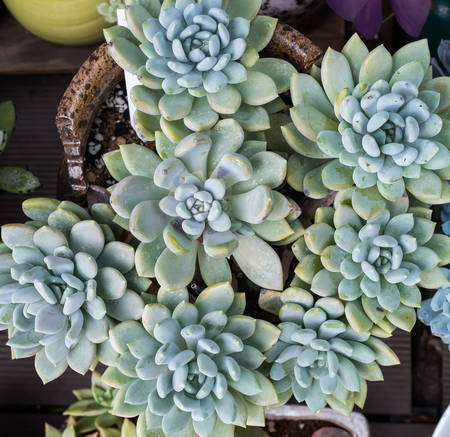 Miniature succulent plantsの写真素材