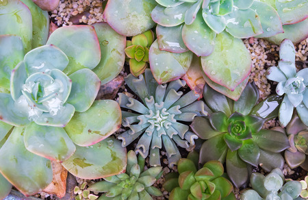 Miniature succulent plantsの写真素材