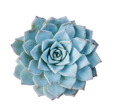 Miniature succulent plantsの写真素材