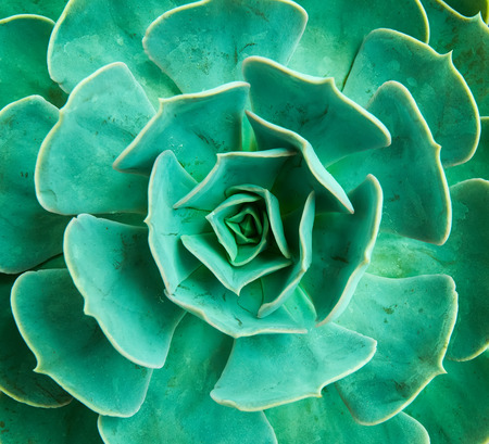 Miniature succulent plantsの写真素材