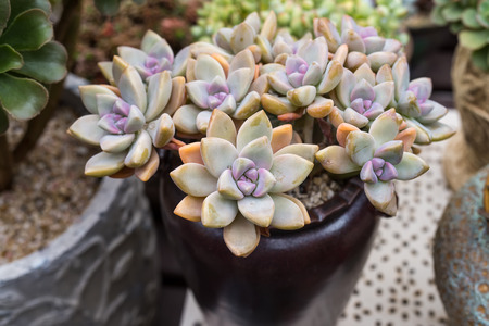 Miniature succulent plantsの写真素材