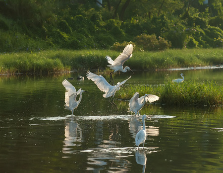 White Egretの写真素材