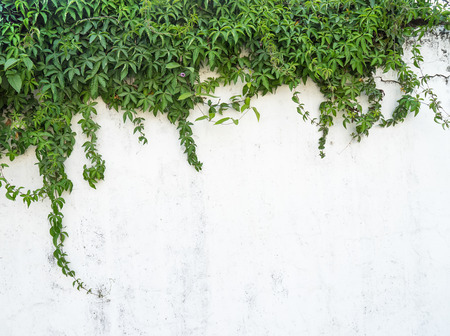 ivy leaves isolated on a white backgroundの写真素材