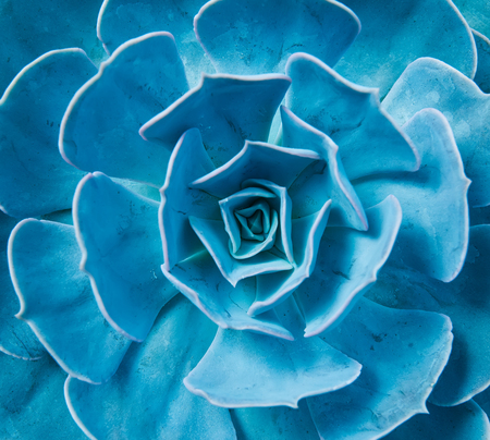Miniature succulent plantsの写真素材