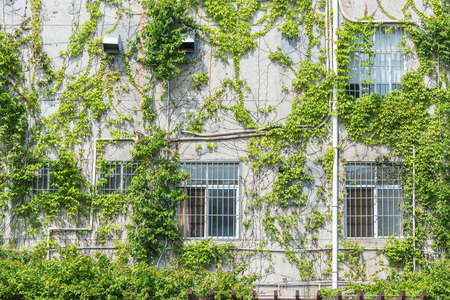 window shutter with ivy on old house wallの写真素材