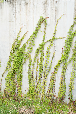 ivy leaves isolated on a white backgroundの写真素材