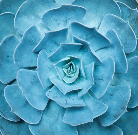 Miniature succulent plantsの写真素材