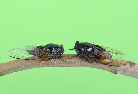 Cicada isolated on Green backgroundの写真素材