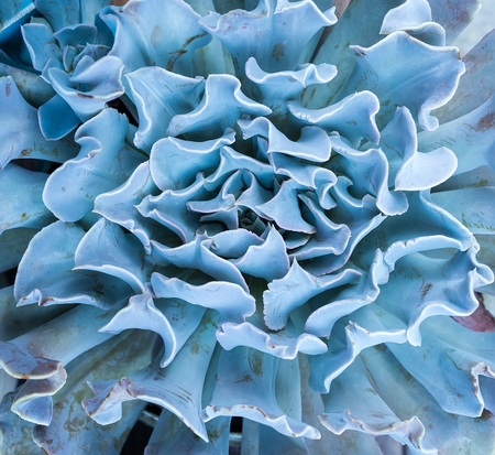 Miniature succulent plantsの写真素材