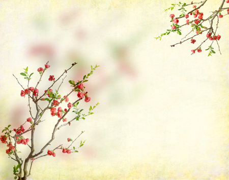 plum blossom on old antique vintage paper backgroundの写真素材