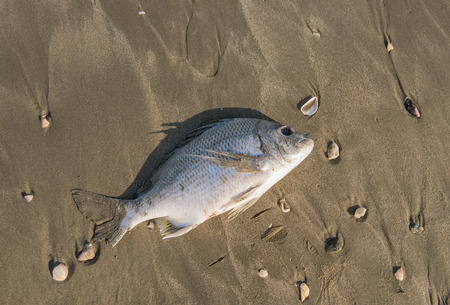 Dead fish on a seashoreの写真素材