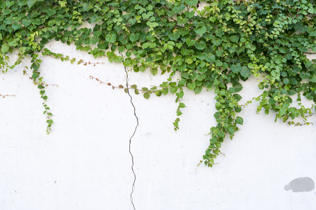ivy leaves isolated on a white backgroundの写真素材