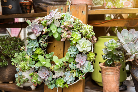 Miniature succulent plantsの写真素材