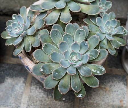 Miniature succulent plantsの写真素材