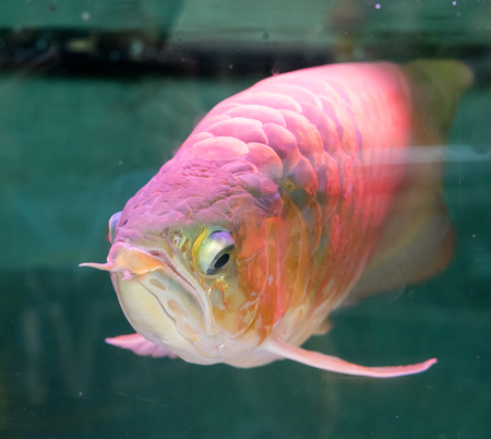Asian arowana the dragon fishの写真素材