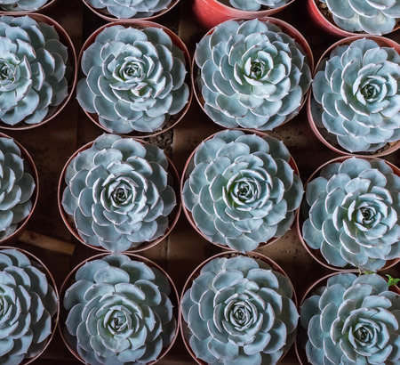 Miniature succulent plantsの写真素材