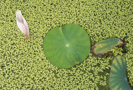 Texture with leaves of water liliesの写真素材