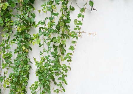 ivy leaves isolated on a white backgroundの写真素材