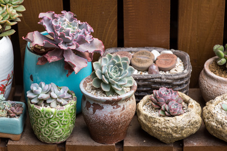 Miniature succulent plantsの写真素材